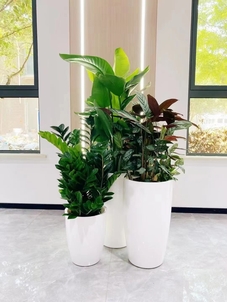 体验北仑盆景租赁，让生活与自然亲密接触